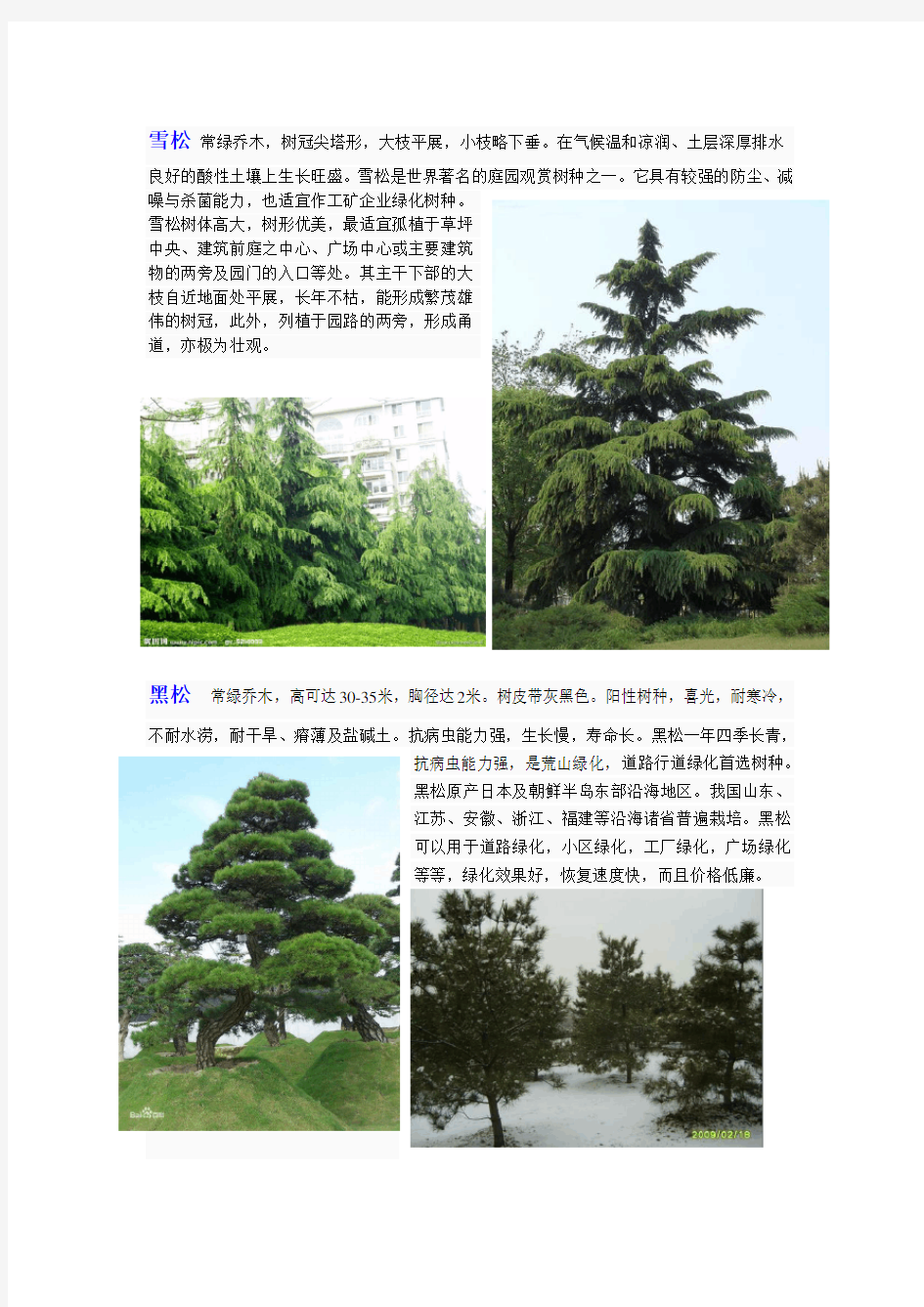 北方常用园林常绿树种介绍