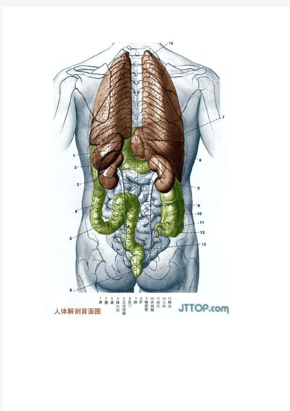 最全高清人体解剖图(彩图版) 2