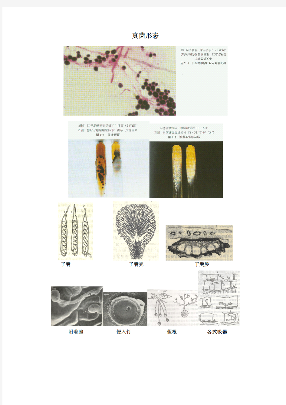 真菌形态-真菌图谱9