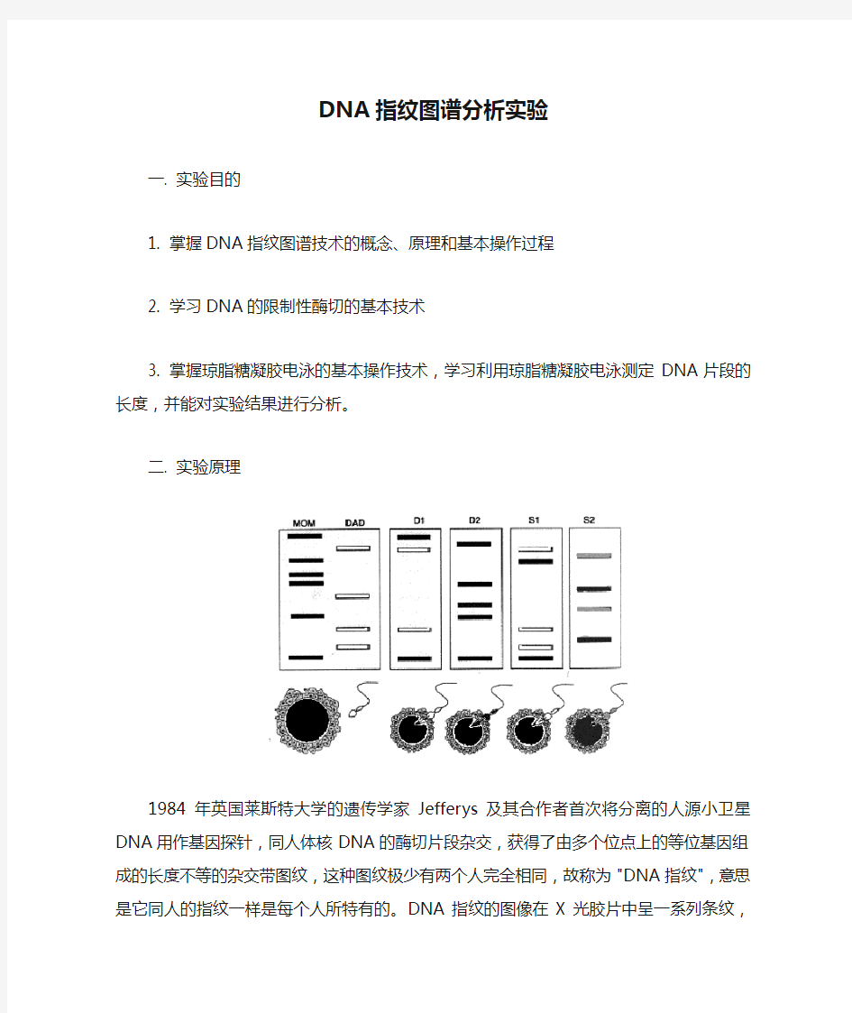 DNA指纹图谱分析实验