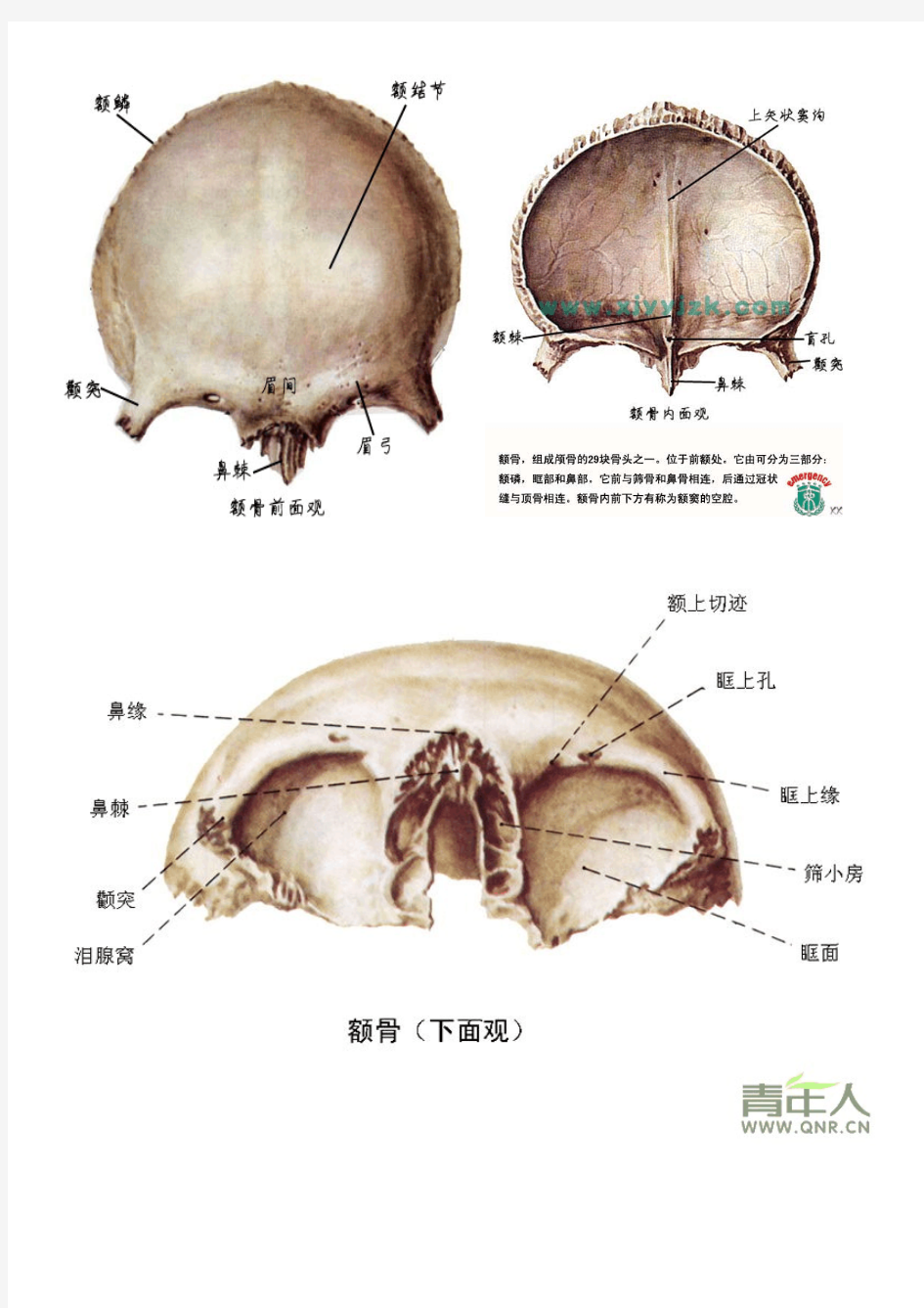 面颅骨解剖