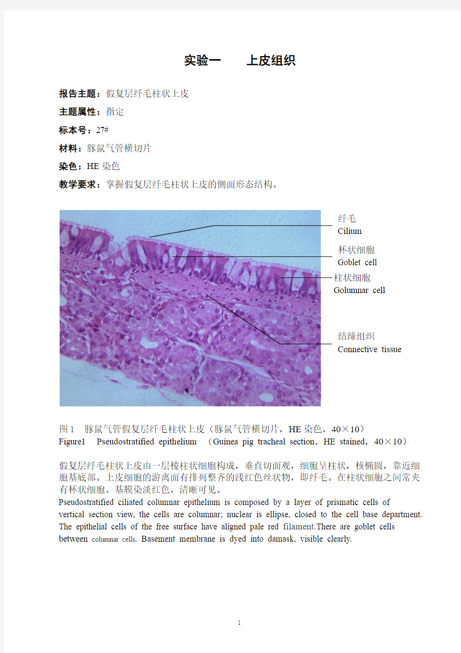 组胚电子实验报告 2012年