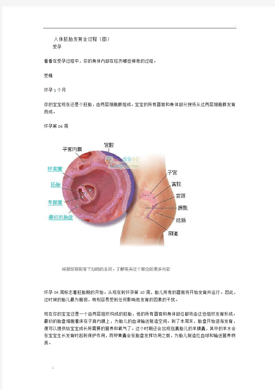 人体胚胎发育图解全过程