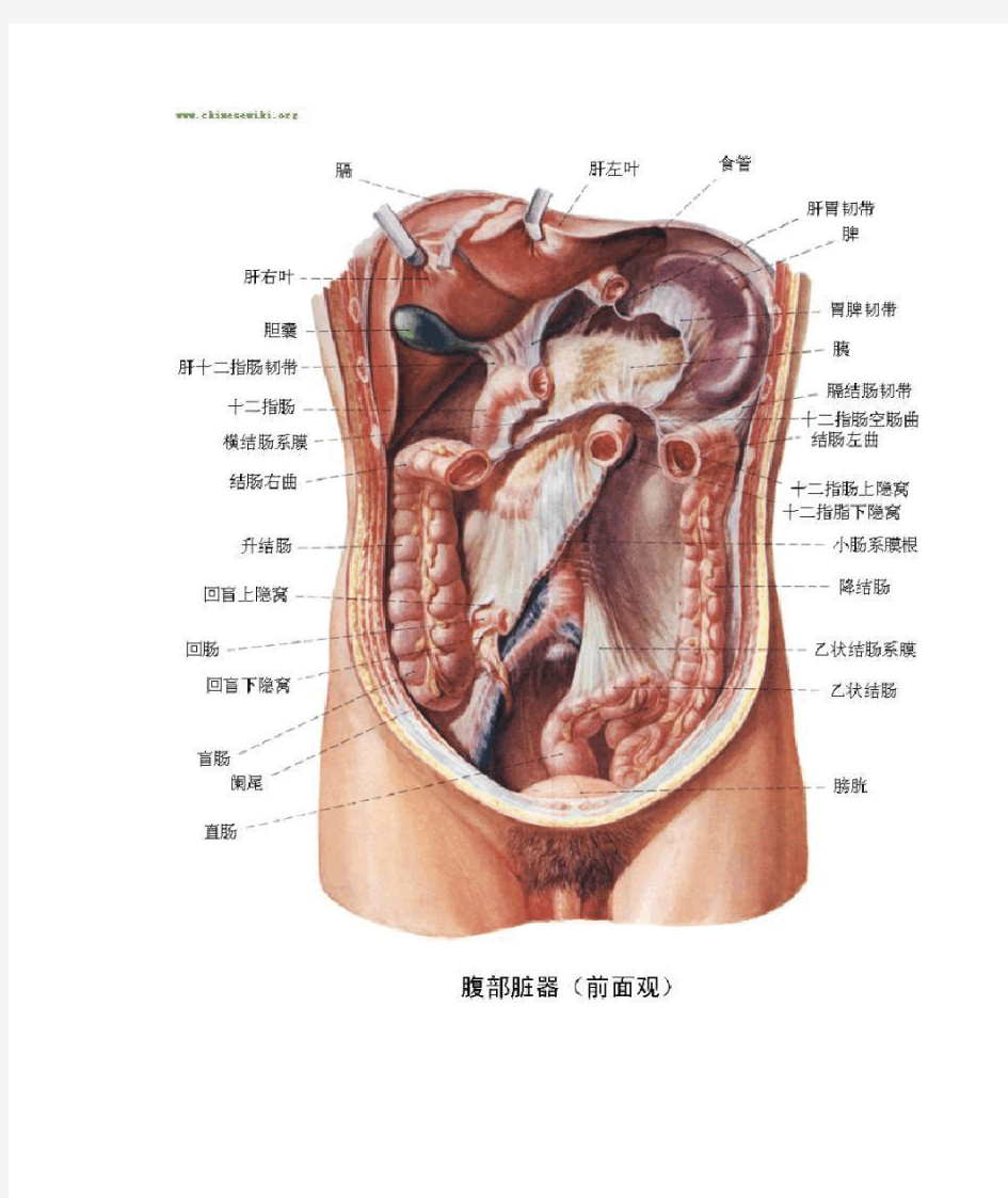 人体内脏位置图
