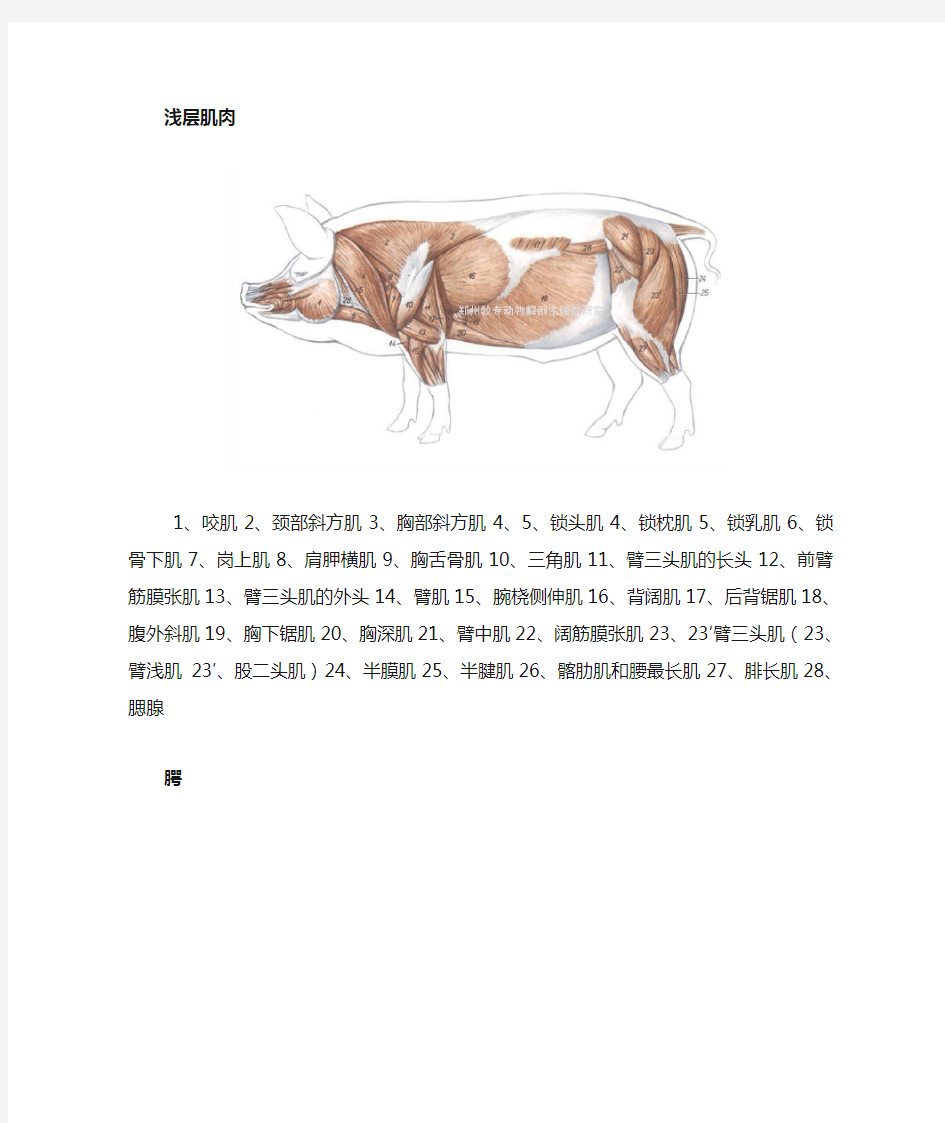 猪解剖图