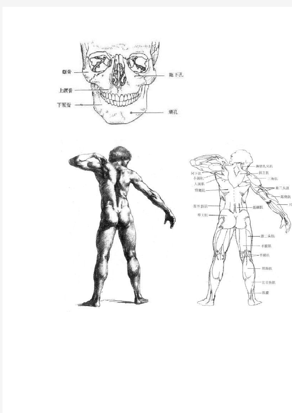 人体面部骨骼结构和肌肉结构图