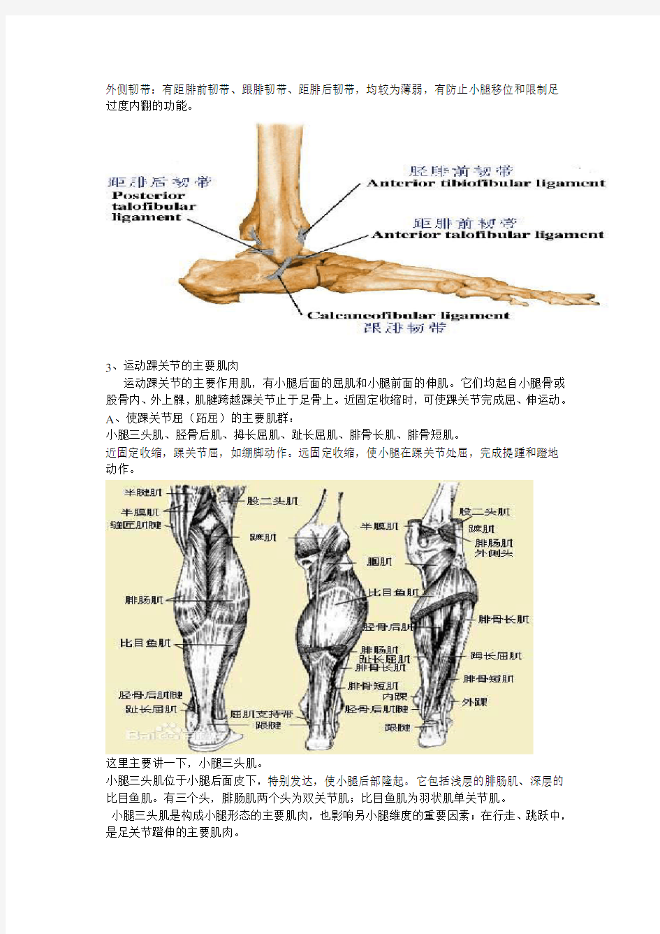 踝关节功能解剖、损伤和恢复