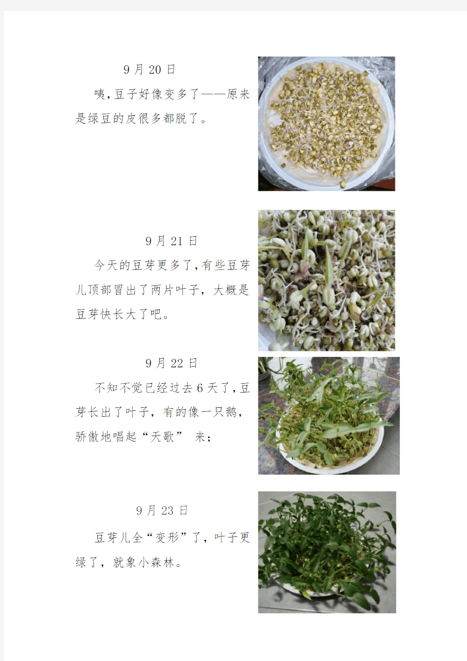 一年级科学观察日记(豆芽)