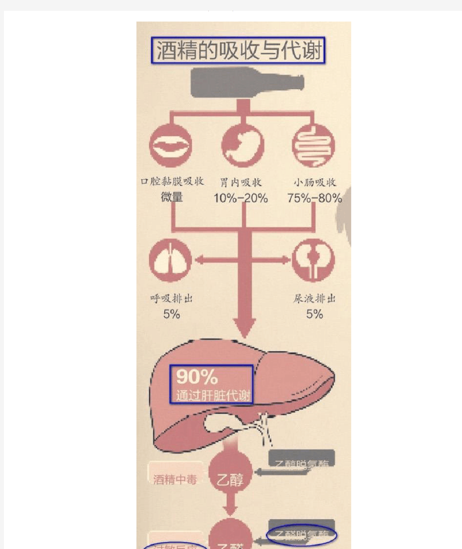 酒精在体内的代谢过程