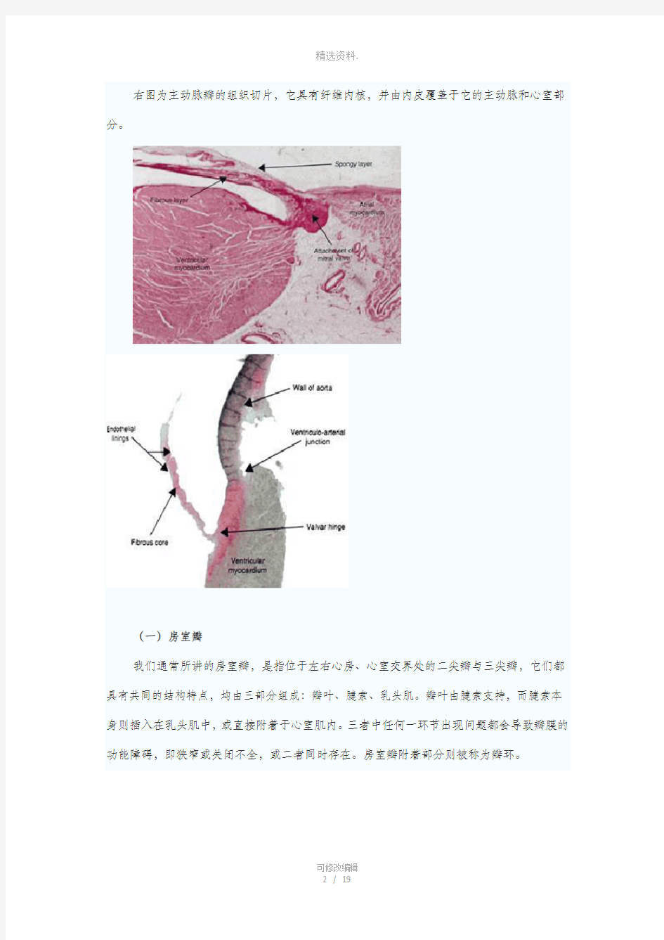 心脏瓣膜的应用解剖