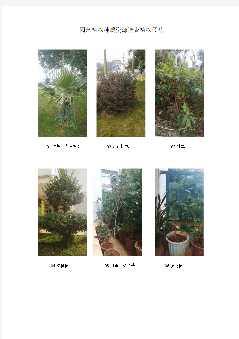 园艺植物种质资源调查植物图片