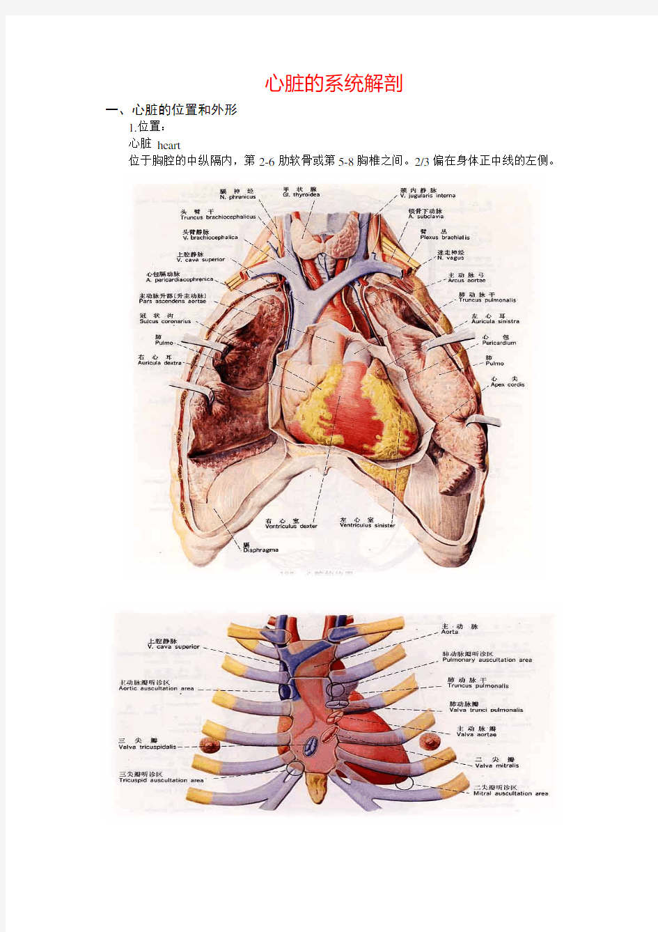 心脏系统解剖学