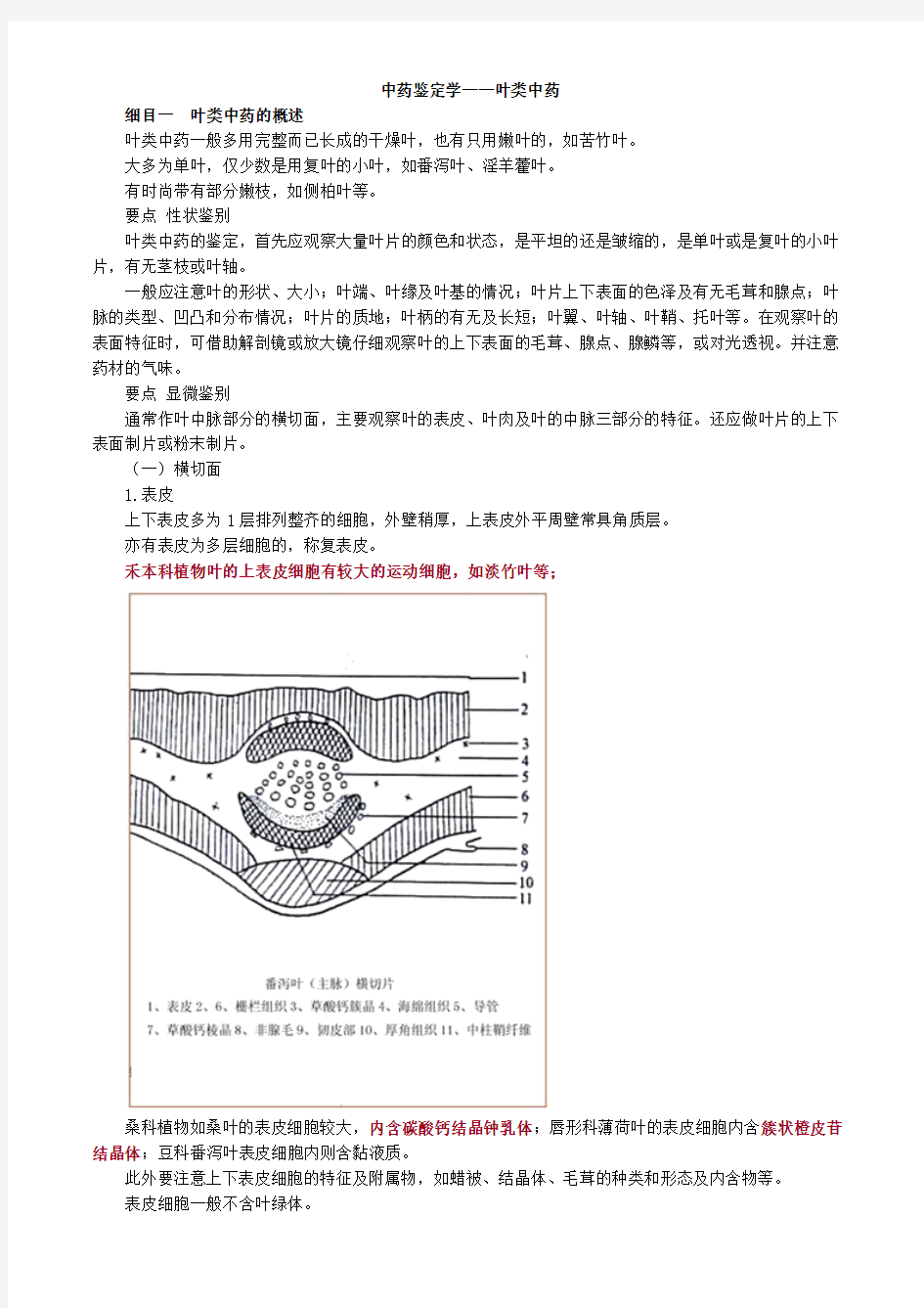 中药鉴定学——叶类中药