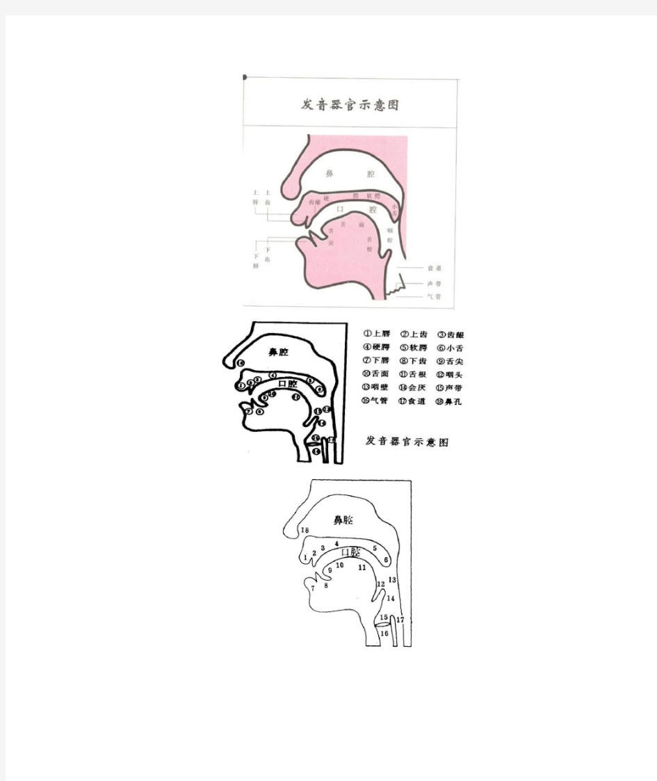 人体发音器官与发音机制