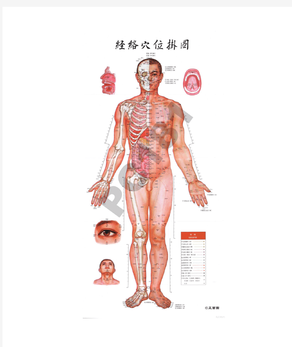 人体穴位挂图-超高清