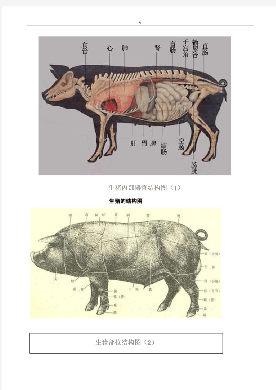 猪各部位详细结构分析图