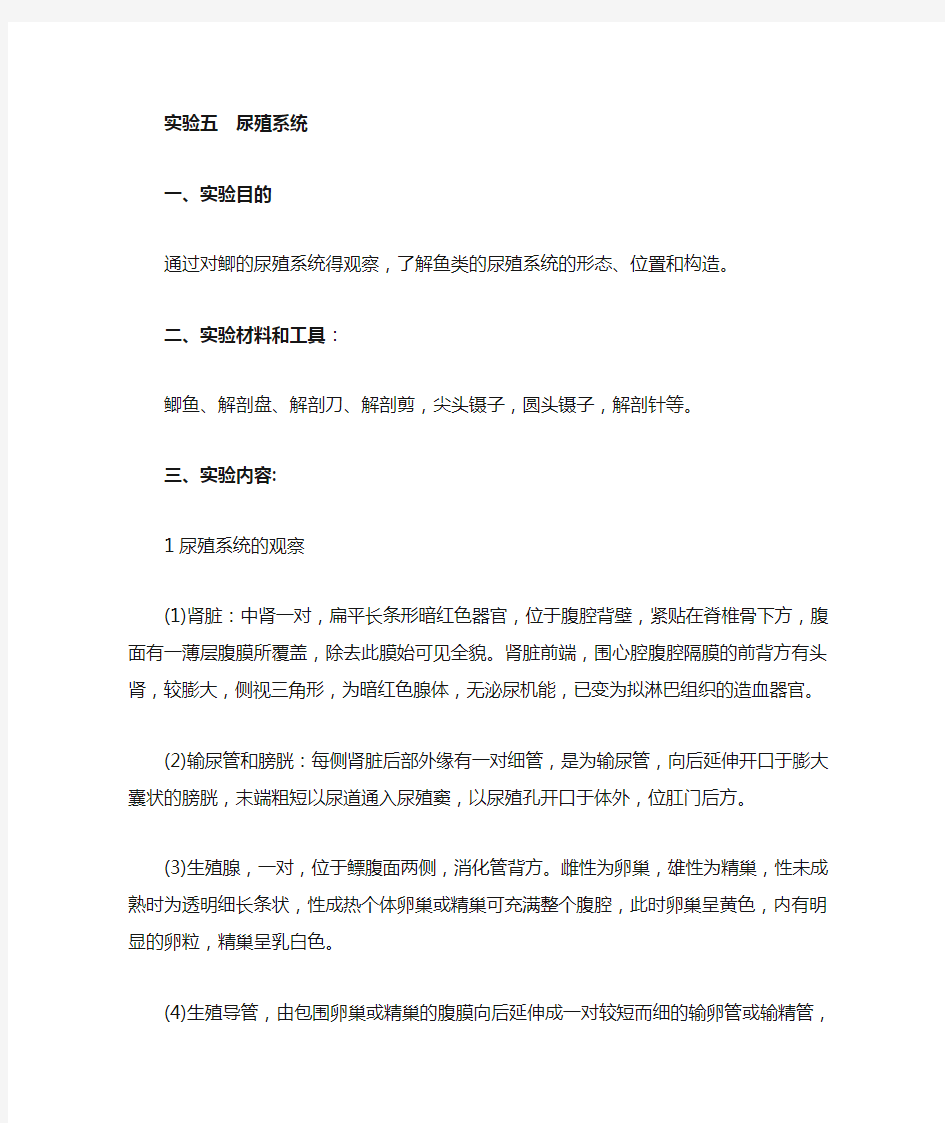 鱼类学实验—尿殖系统