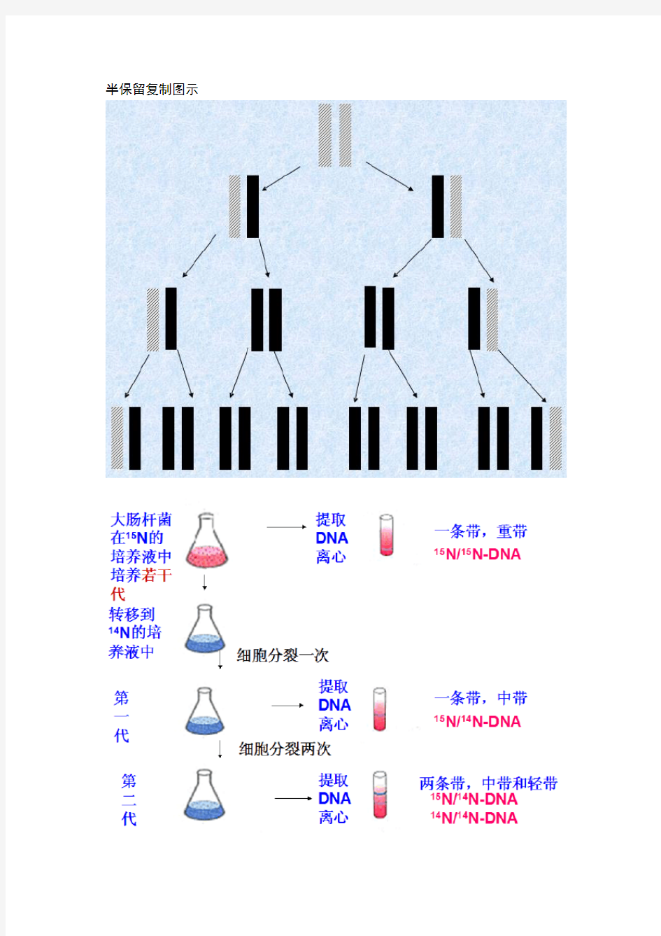 自制DNA复制知识点(推荐)