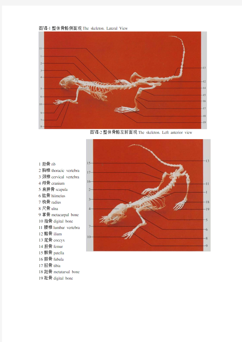 大鼠解剖图