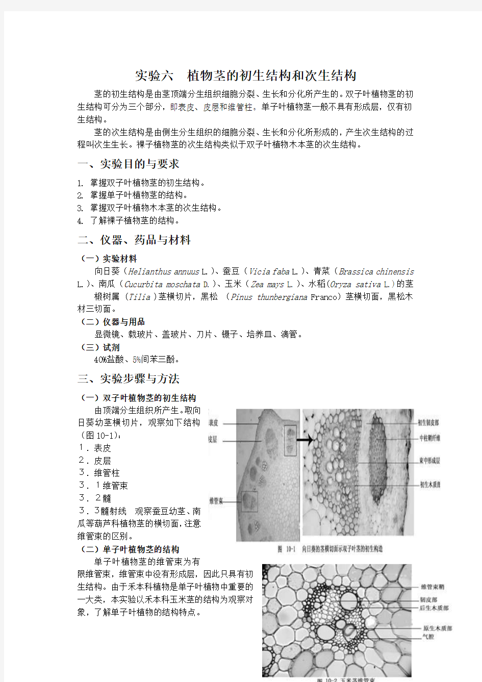 实验六 双子叶植物茎的初生结构和单子叶植物茎的结构