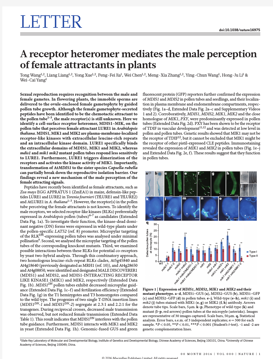 A receptor heteromer mediates the male perception