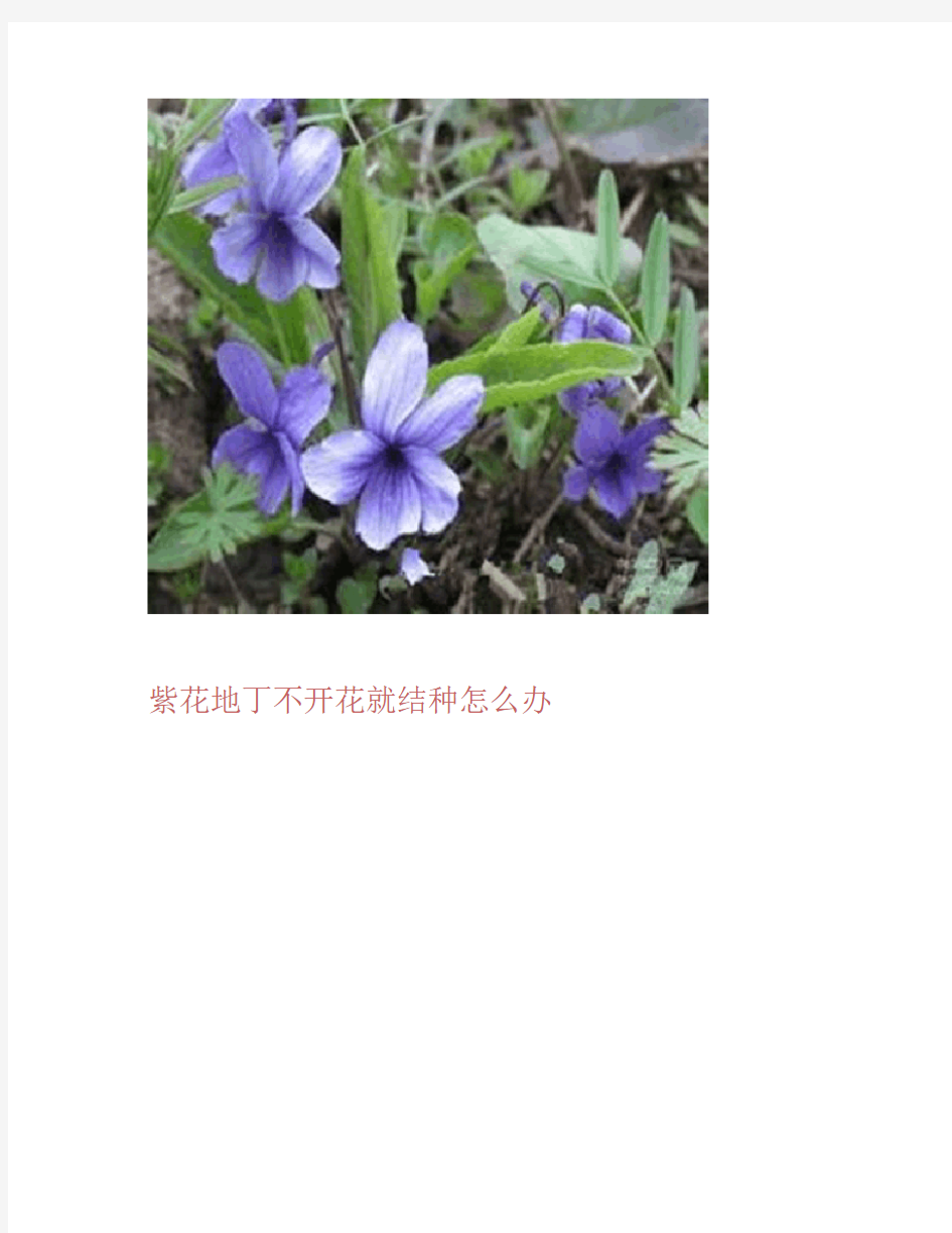 不开花就结种的“紫花地丁”-养花技巧