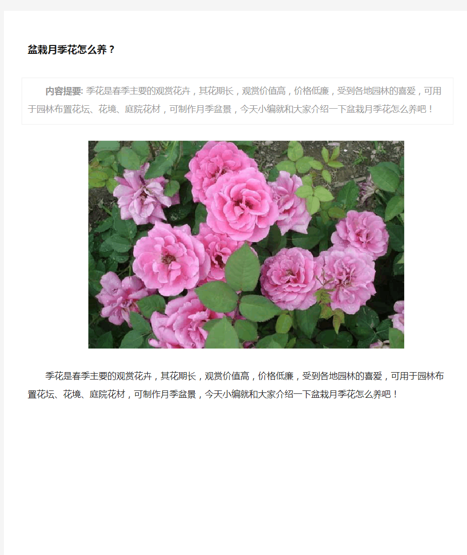 盆栽月季花怎么养