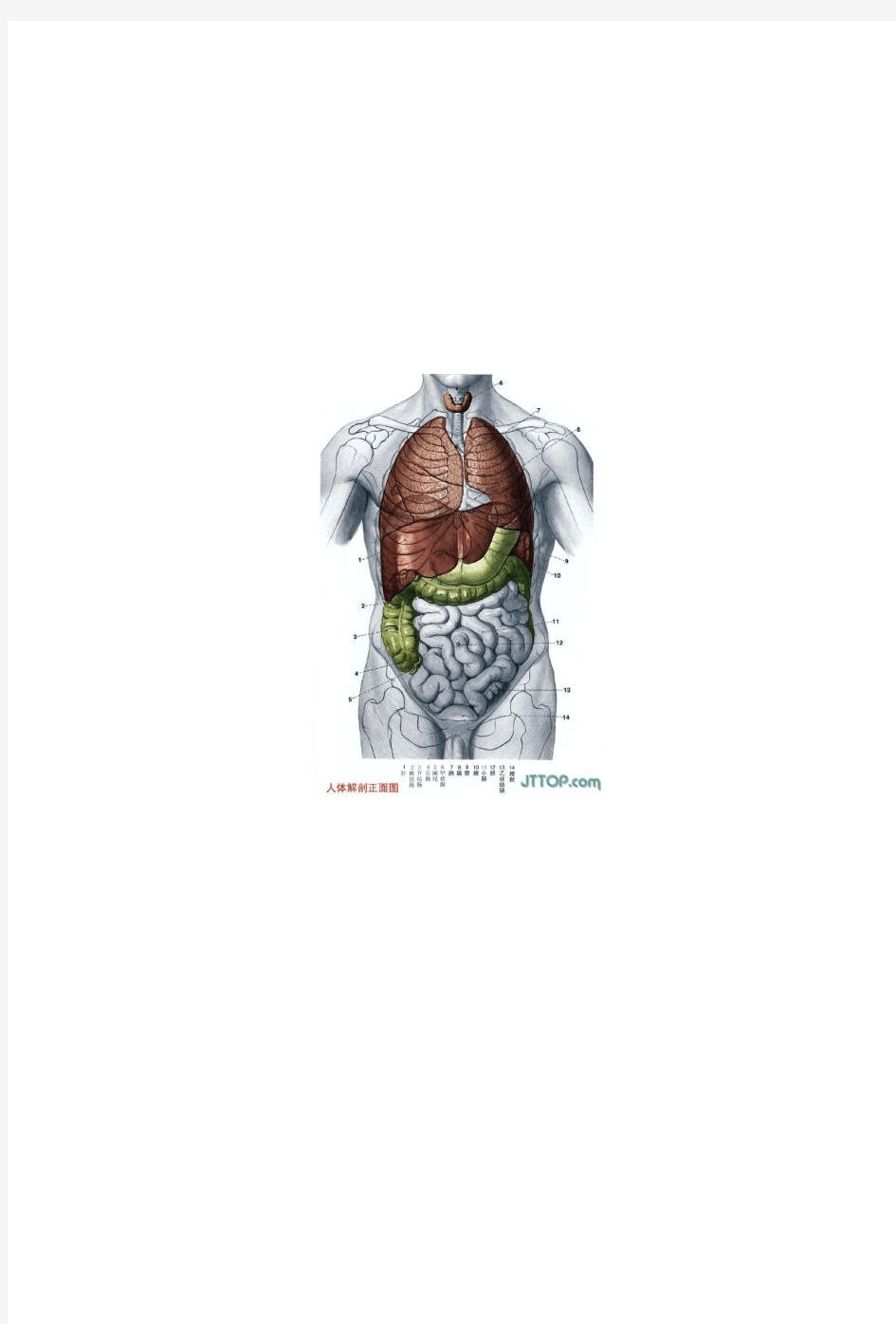 人体器官组织解剖图