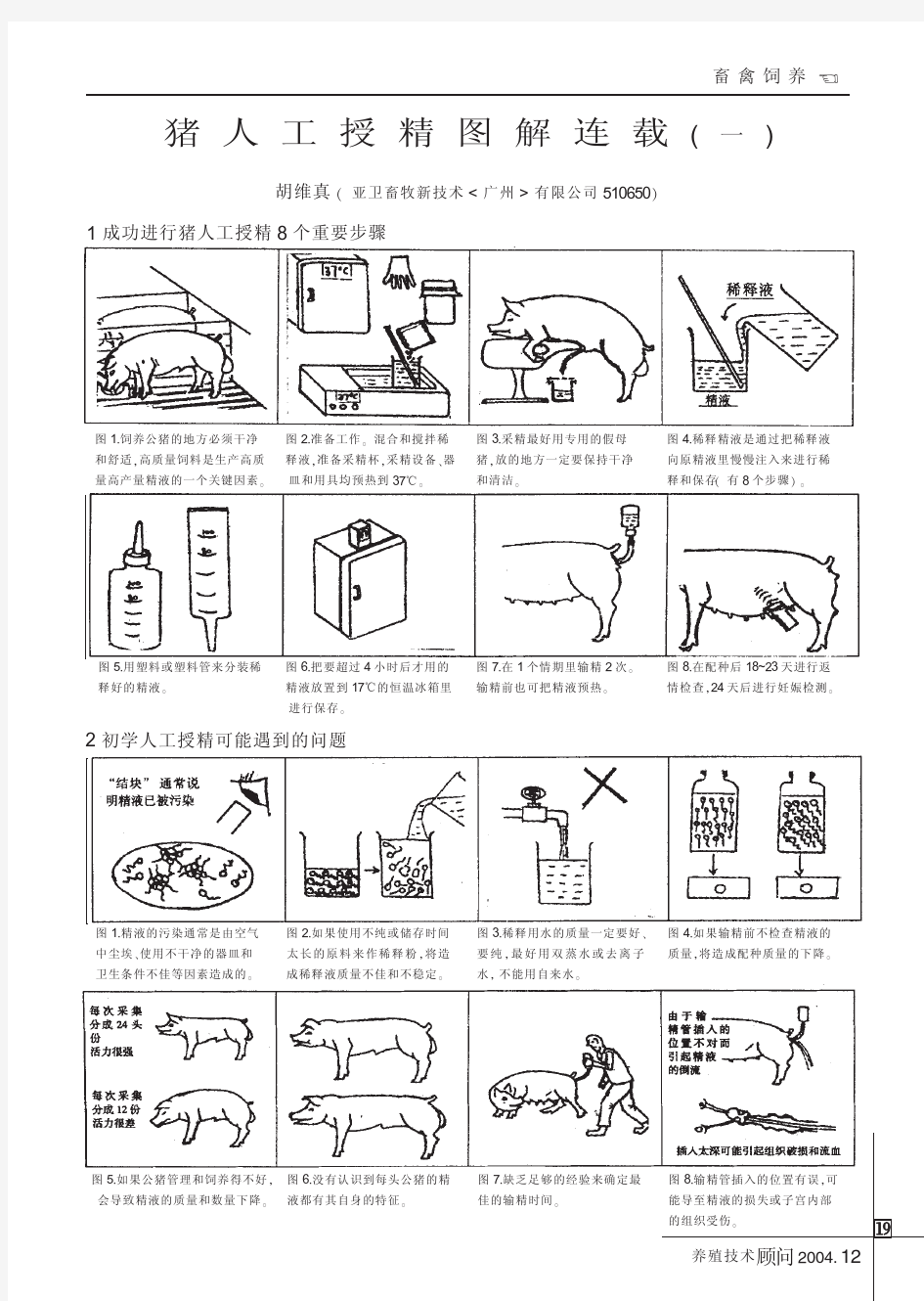 猪人工授精图解