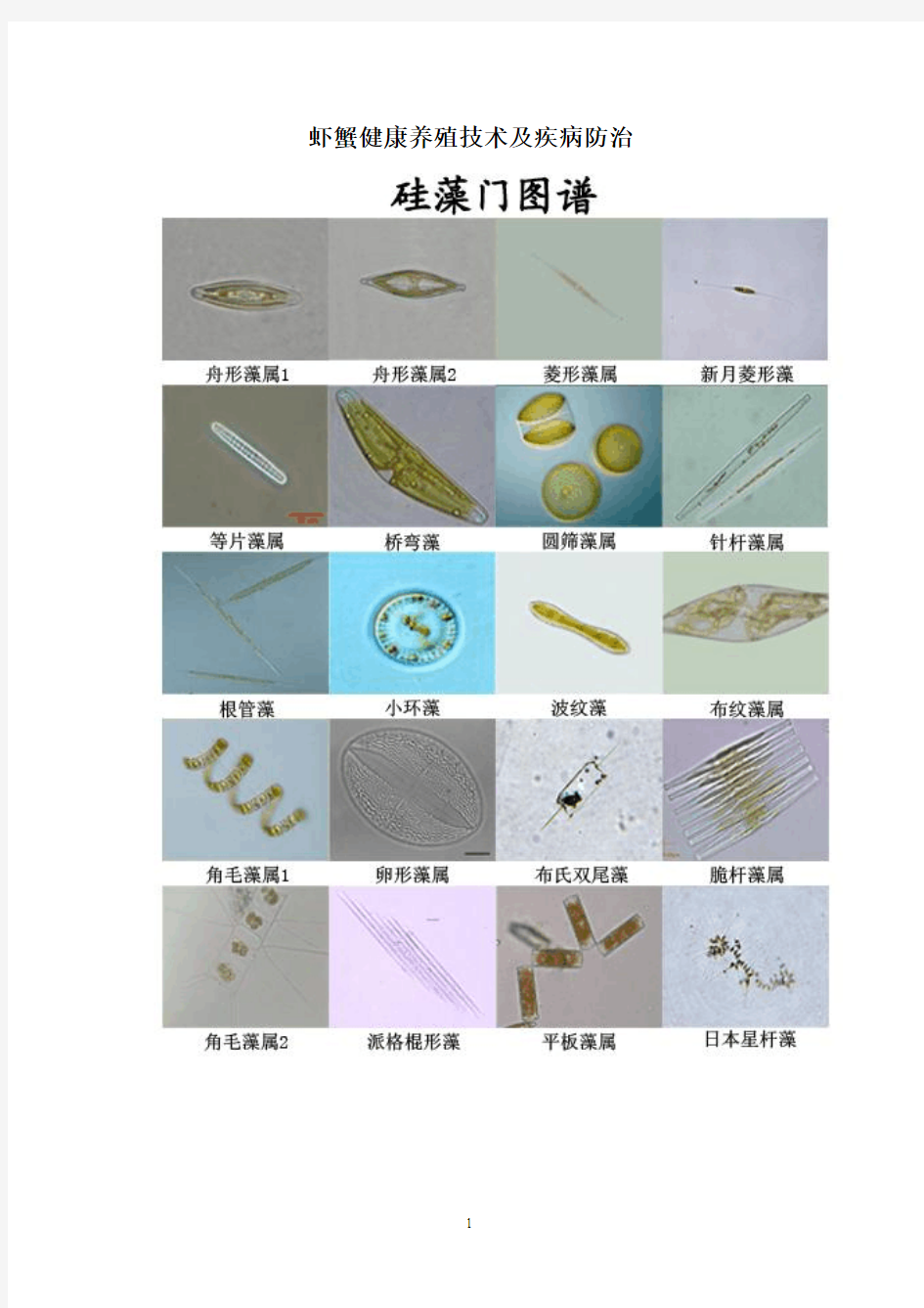 虾蟹健康养殖技术及疾病防治