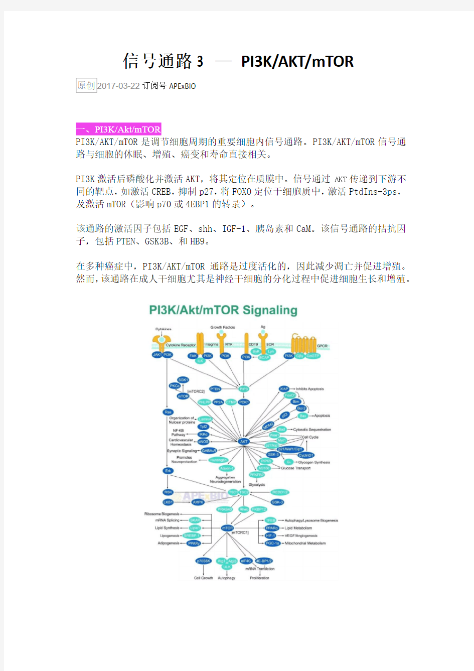 信号通路3—PI3K-AKT-mTOR