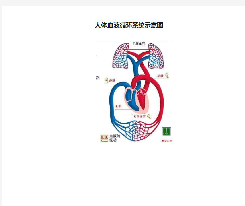 人体血液循环系统示意图