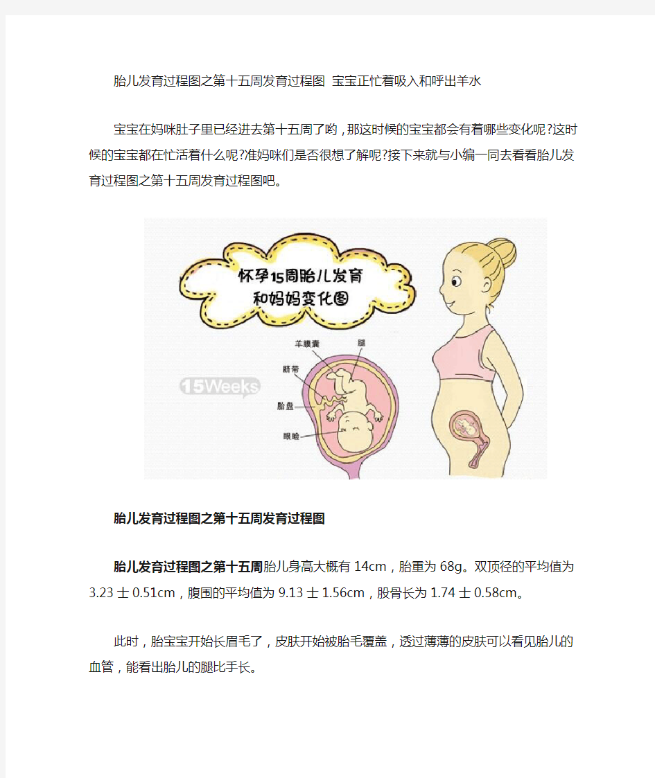 胎儿发育过程图之第十五周发育过程图