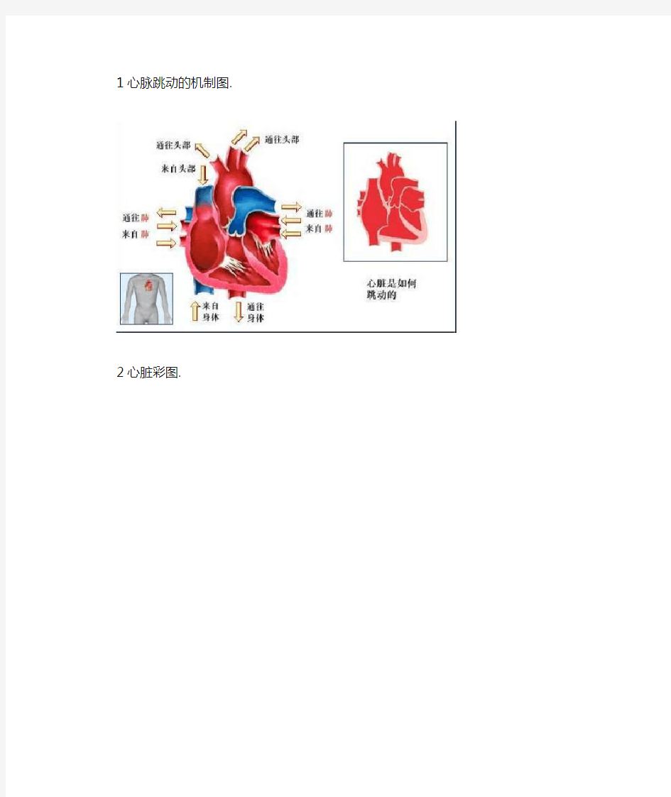 血液循环系统彩图