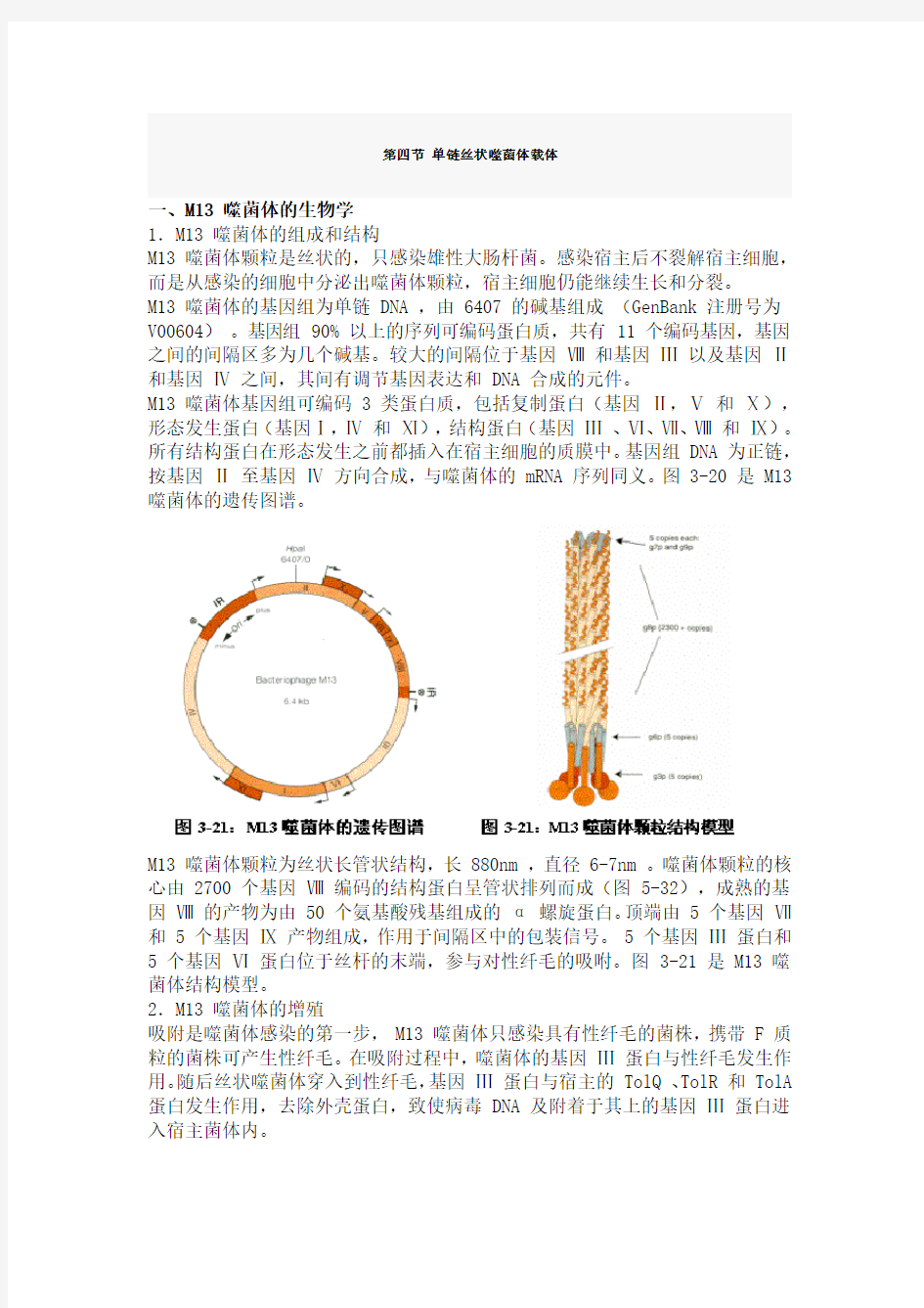 第四节 单链丝状噬菌体载体