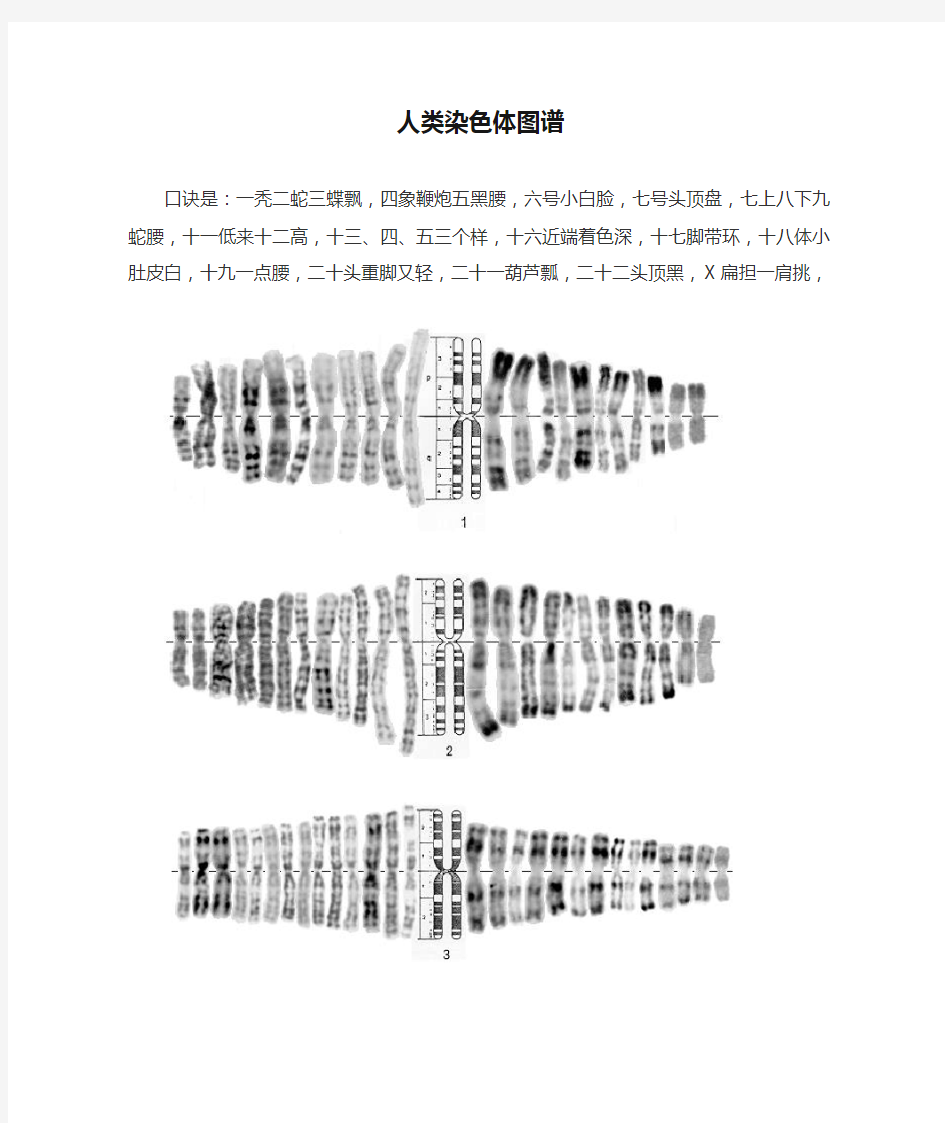 人类染色体图谱