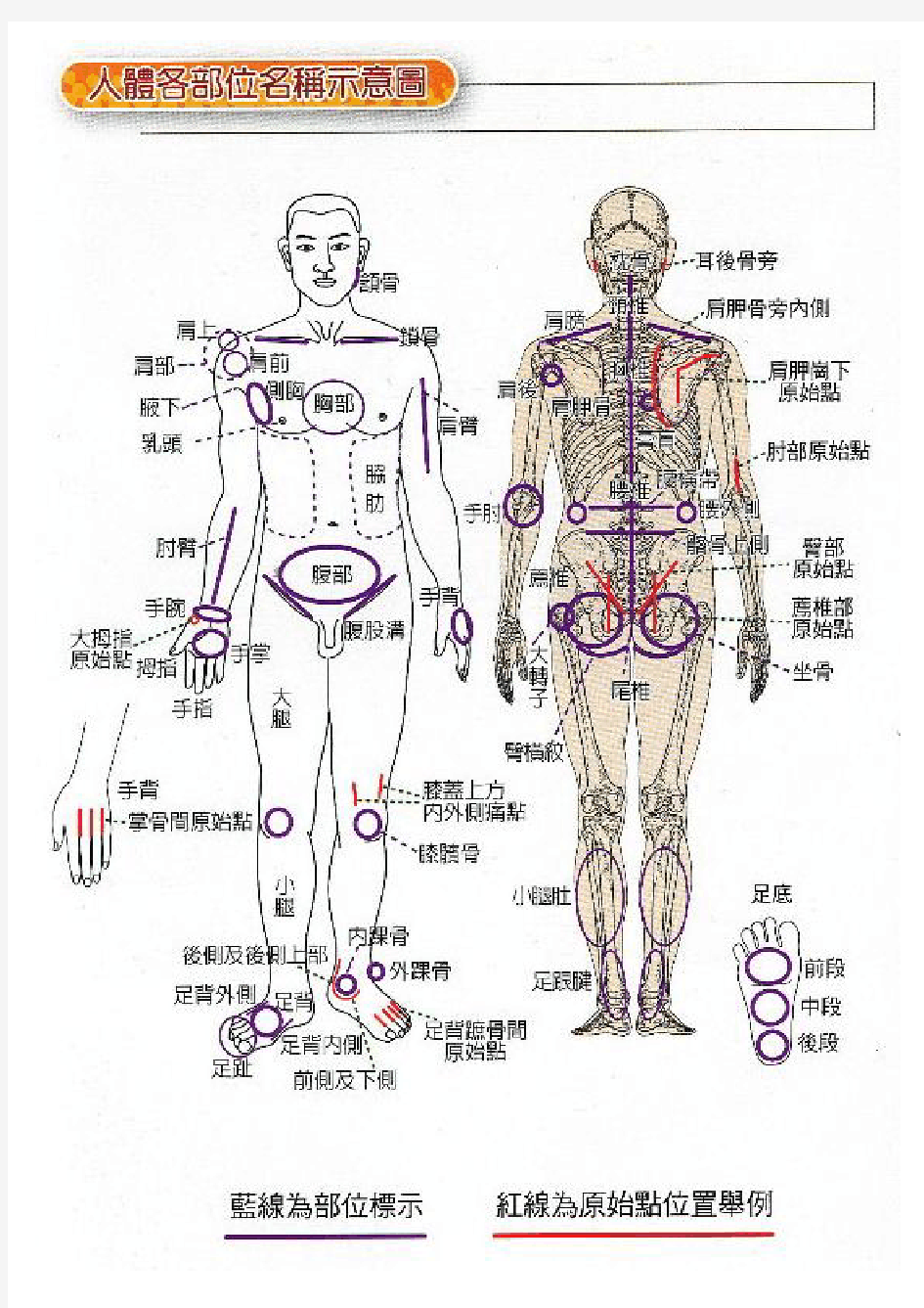 人体各部位名称及手法图