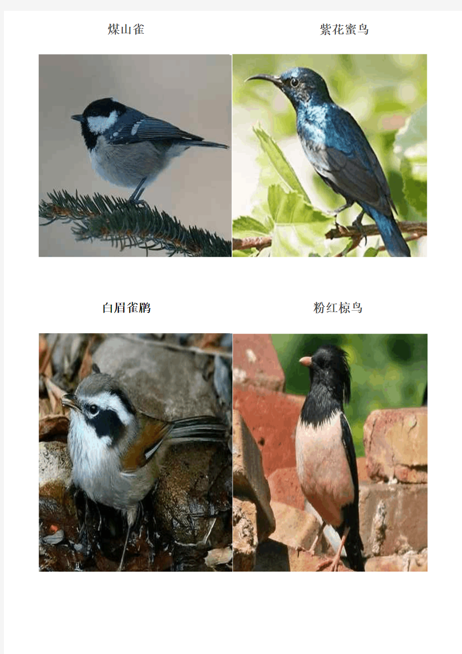 鸟类图片及名称(二年级)
