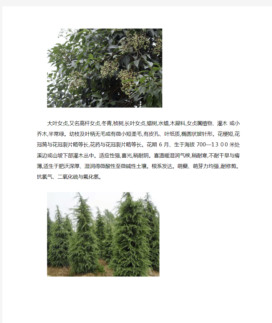 常见的20种植物