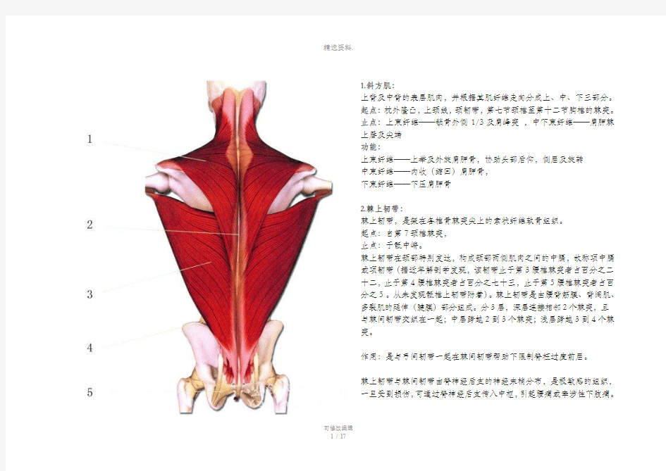 全身肌肉图解汇总