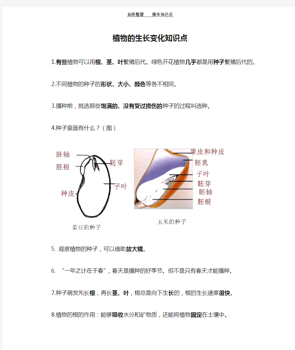 植物的生长变化知识点