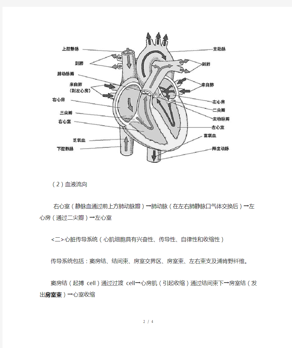 心脏的解剖和生理特征