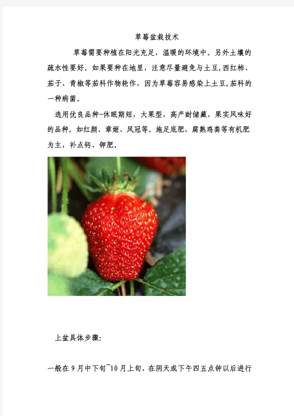 草莓盆栽技术附图