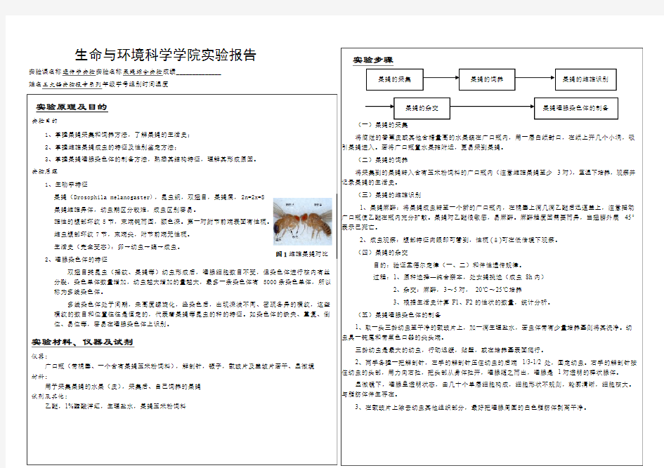 果蝇综合实验