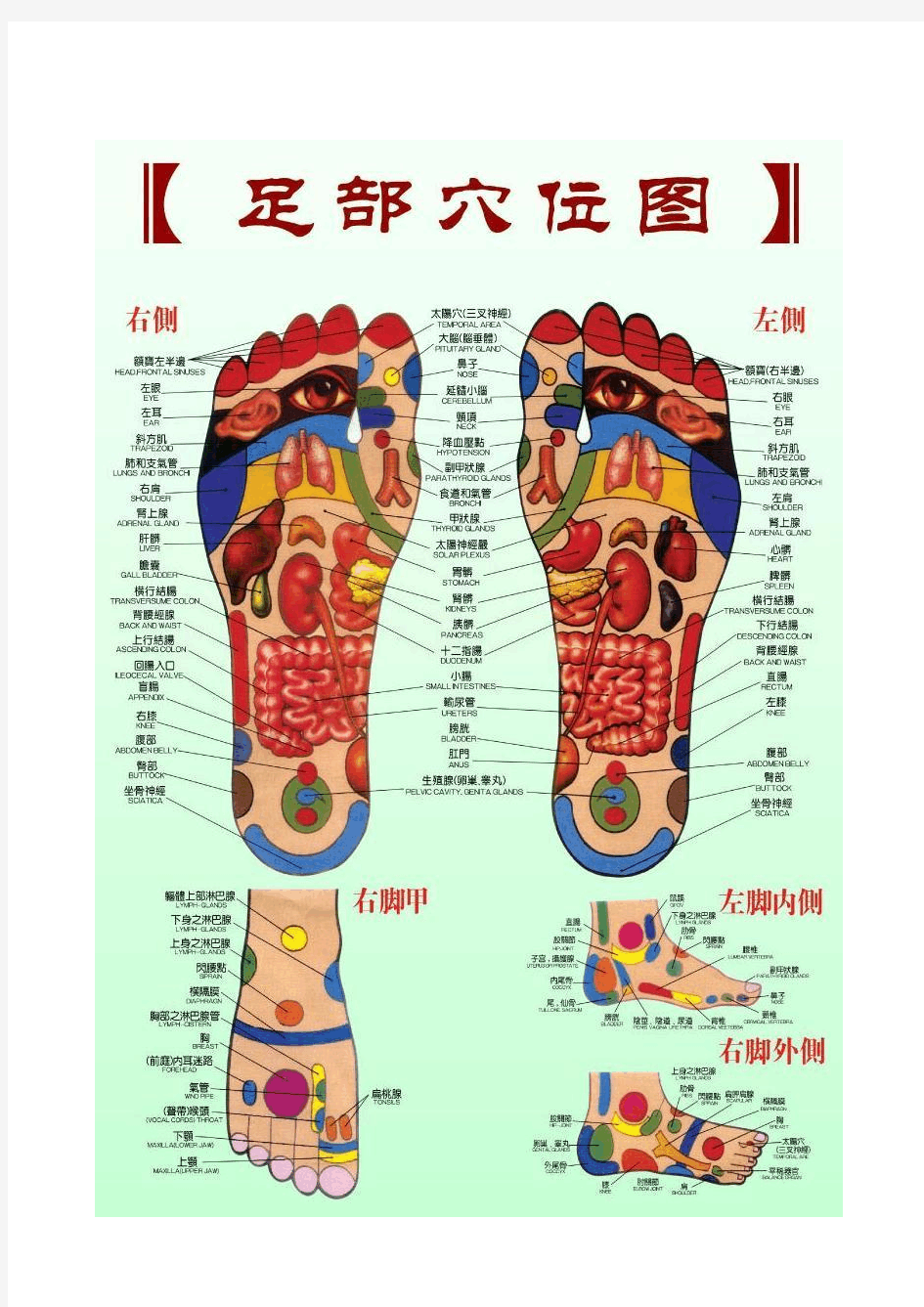 女性足底按摩穴位图示