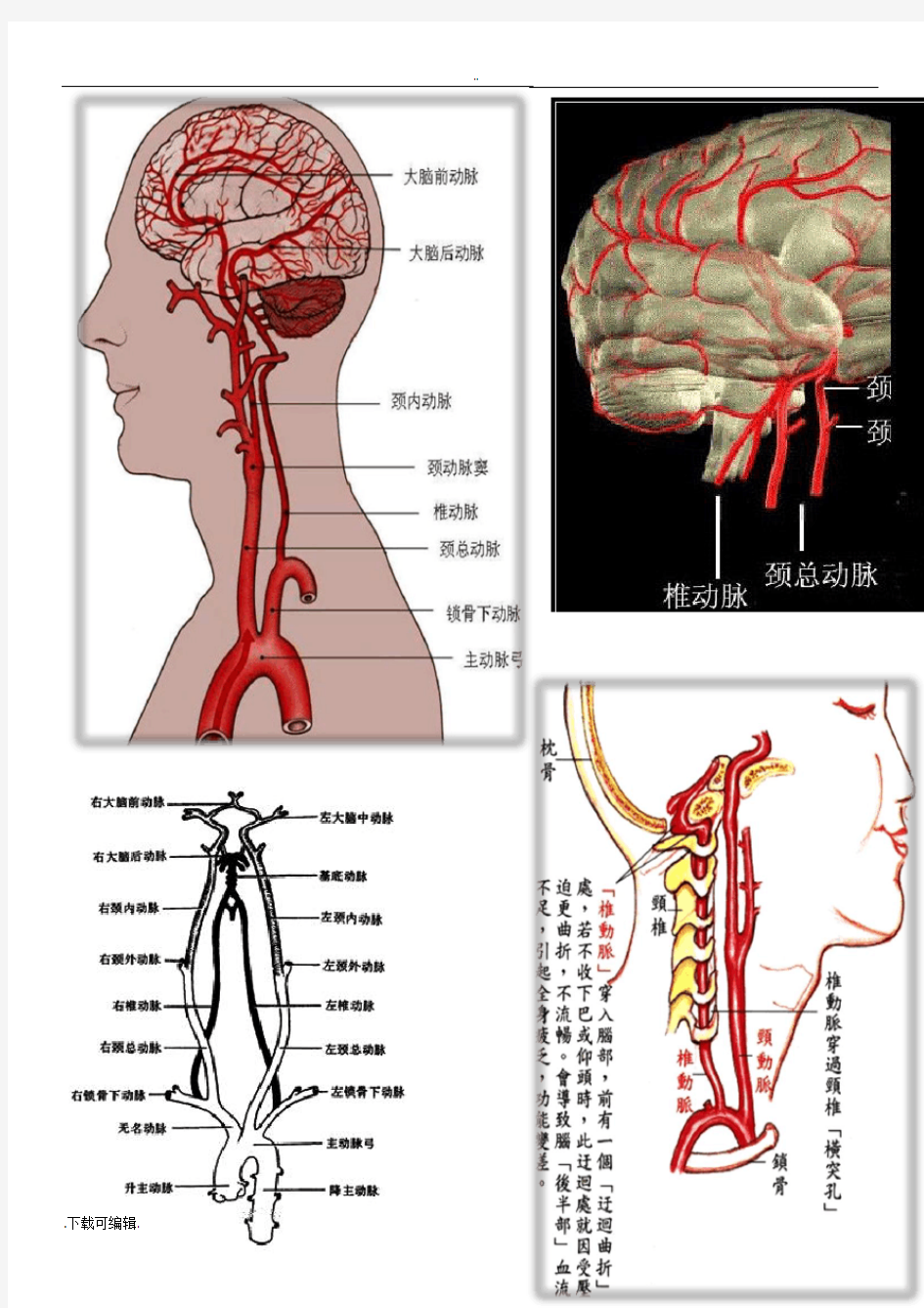 脑供血与脑血管解剖(图文)