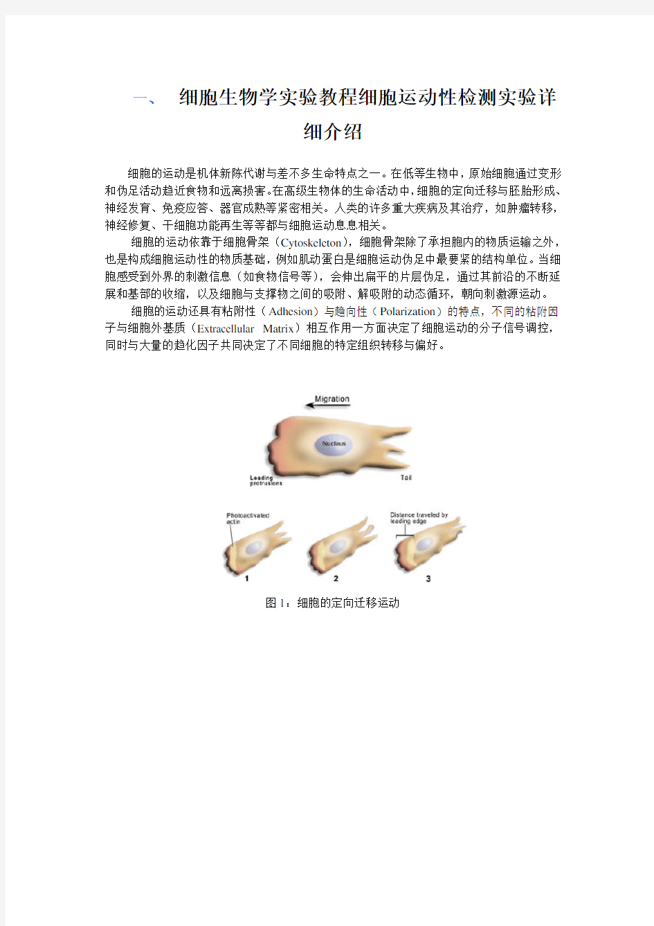 细胞生物学实验教程细胞运动性检测实验详细介绍