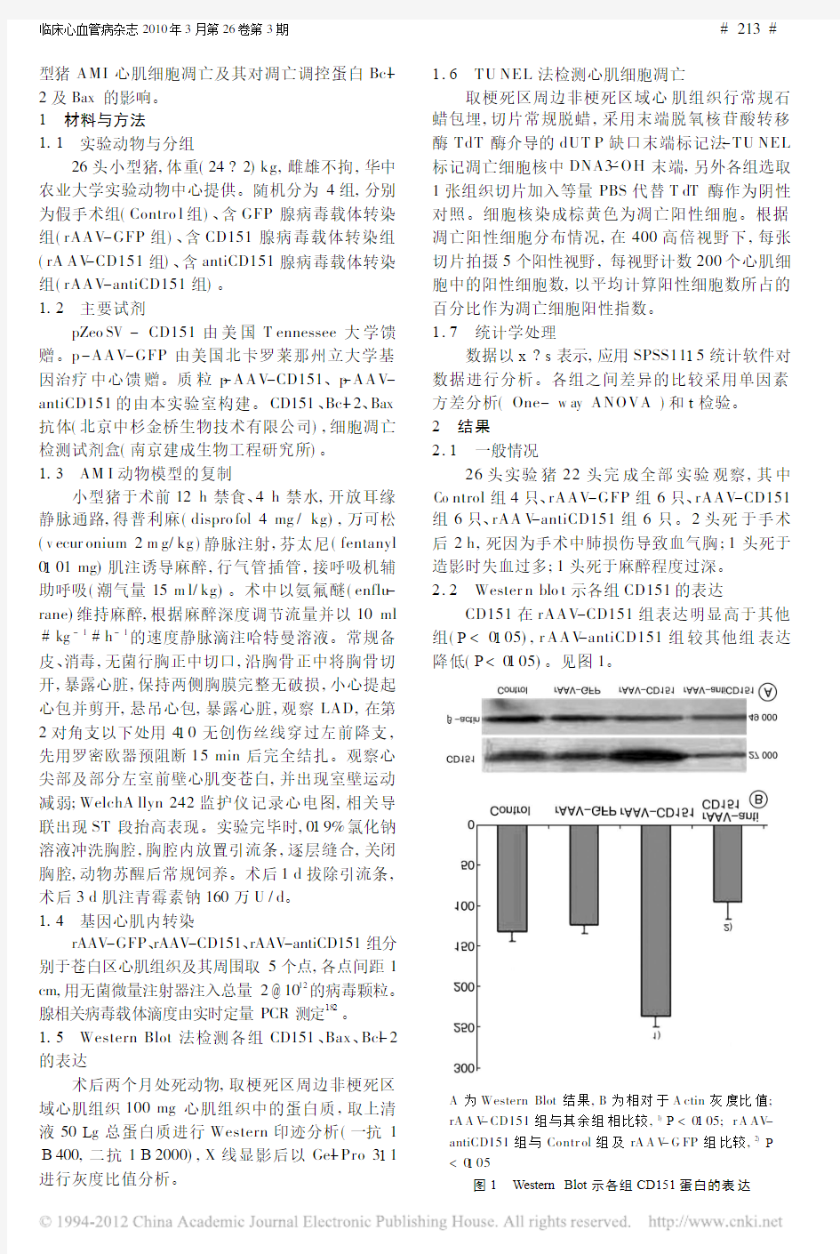 CD151对小型猪急性心肌梗死心肌细胞凋亡和Bax_Bcl_2蛋白的影响 (1)