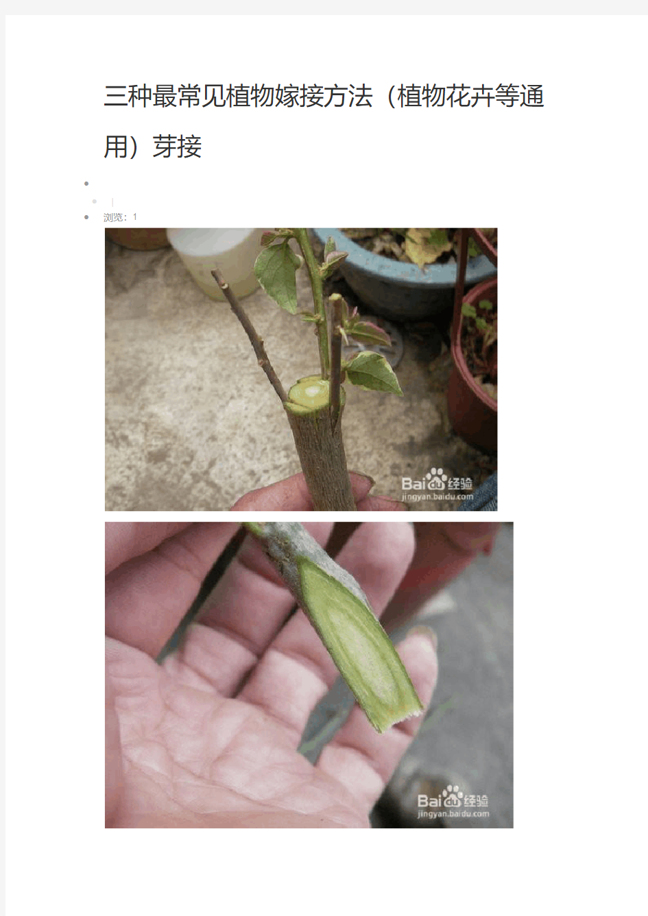 三种最常见植物嫁接方法