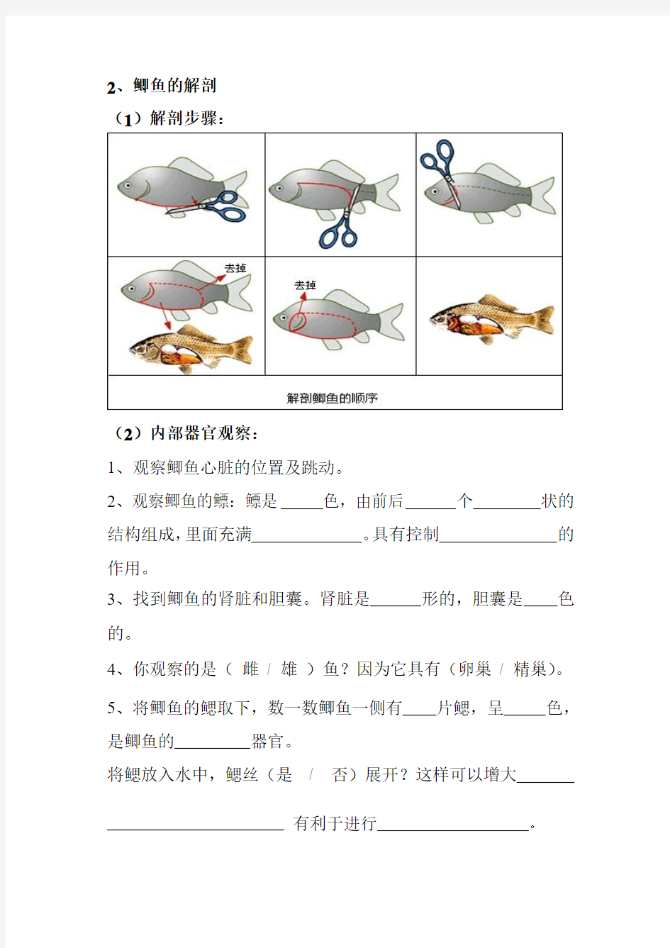 观察和解剖鲫鱼报告